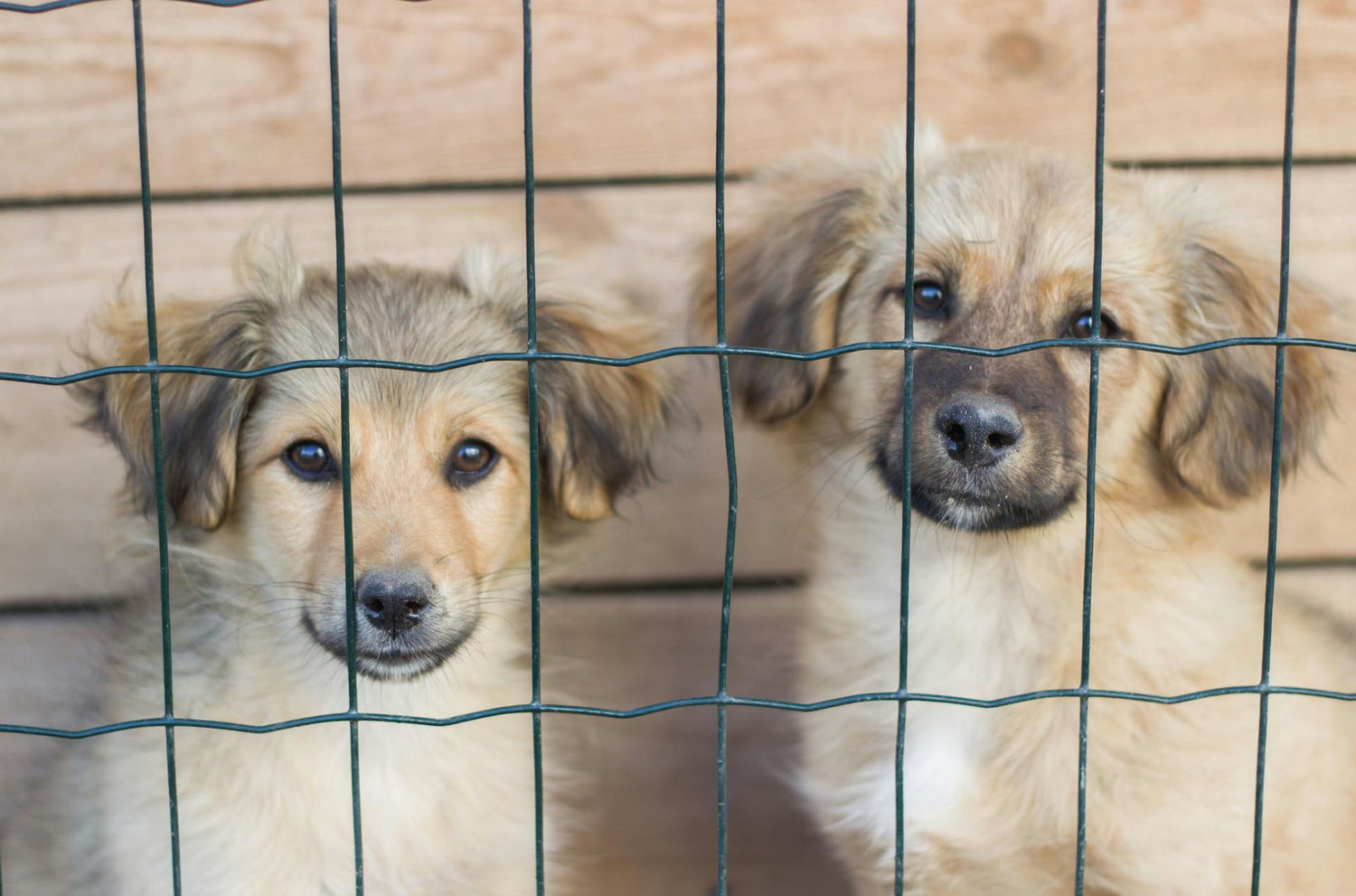 Kennels & Crates
