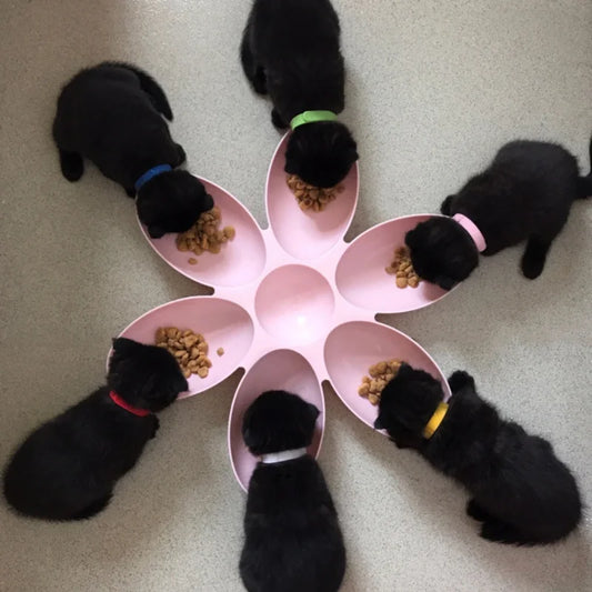 Petal-Shaped 6-In-1 Plastic Feeding Bowl For Dogs And Cats