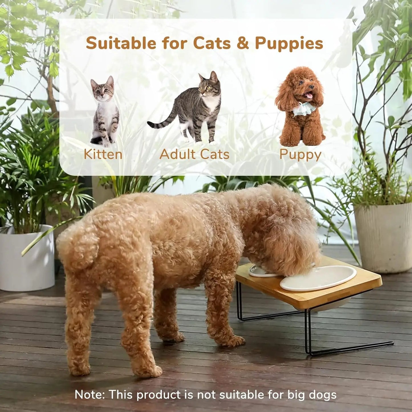 Tilted Raised Cat Ceramic Bowls With Premium Bamboo Stand